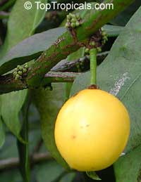 Rheedia edulis, Garcinia intermedia, Calophyllum edule, Monkey Fruit, Sastra, Cherry Mangosteen, Lemon Drop Mangosteen

Click to see full-size image