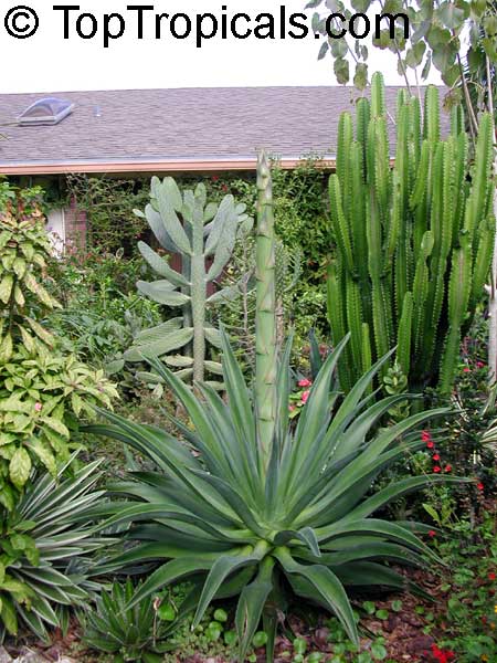 Agave tequilana, Tequila Agave, Century Plant