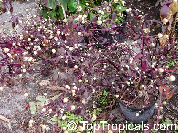 Alternanthera dentata, Joseph's Coat, Calico plant, Copperleaf, Bloodleaf, Joyweed, Parrot leaf