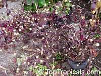 Alternanthera dentata, Joseph's Coat, Calico plant, Copperleaf, Bloodleaf, Joyweed, Parrot leaf

Click to see full-size image