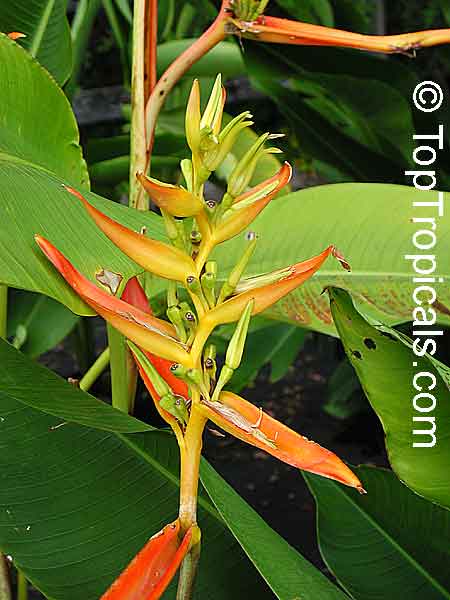 Heliconia sp., Heliconia, Lobster Claw