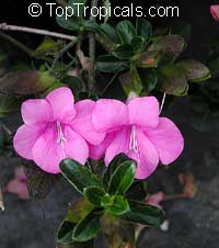 Barleria repens, Barleria galpinii, Small Bush Violet. Var. Pretty in Pink 