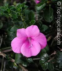 Barleria repens, Barleria galpinii, Small Bush Violet. Var. Pretty in Pink 