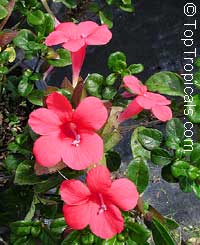 Barleria repens, Barleria galpinii, Small Bush Violet