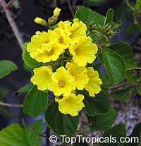 Cordia lutea, Yellow Geiger, Muyuyo

Click to see full-size image
