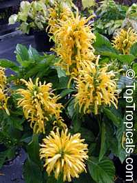 Justicia aurea, Jacobina aurea, Jacobinia aurea, Yellow Jacobinia, Golden Plume

Click to see full-size image