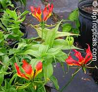 Gloriosa superba, Glory Lily, Climbing Lily, Flame Lily

Click to see full-size image