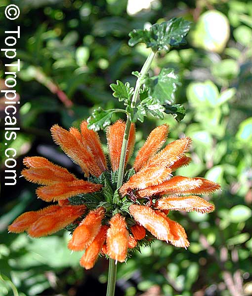 Leonotis menthifolia, Urus mane, Naivasha Apricot
