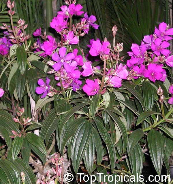 Tibouchina granulosa, Glory tree, Purple Spray Tree