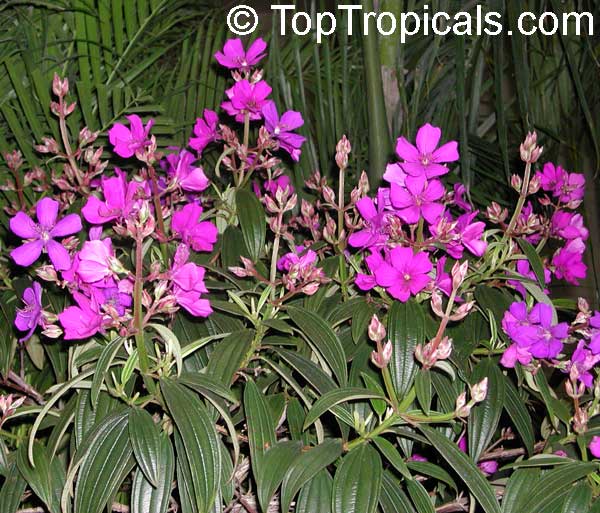 Tibouchina Granulosa - purple glory tree for sale South Florida