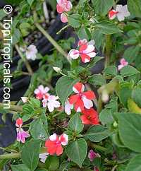 Impatiens sp., Garden Balsam, Touch-me-not, Jewel Weed

Click to see full-size image