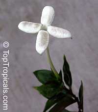 Bouvardia longiflora, Bouvardia humboldtii, Scented Bouvardia

Click to see full-size image