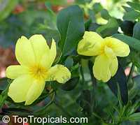 Jasminum mesnyi, Jasminum primulinum, Japanese Jasmine, Primrose Jasmine

Click to see full-size image