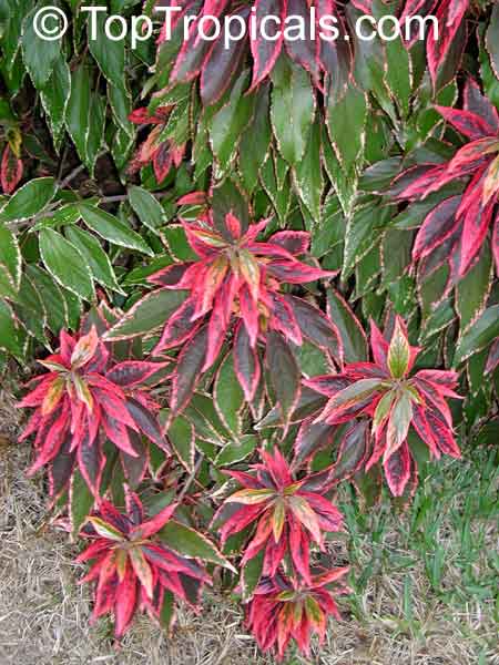 Acalypha godseffiana 'Heterophylla', Copper Leaf, Beefsteak Plant, Fire Dragon, Jacobs Coat