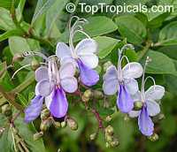 Clerodendrum ugandense, Rotheca myricoides, Butterfly Clerodendrum, Blue Butterfly Bush, Blue Glory Bower, Blue Wings

Click to see full-size image