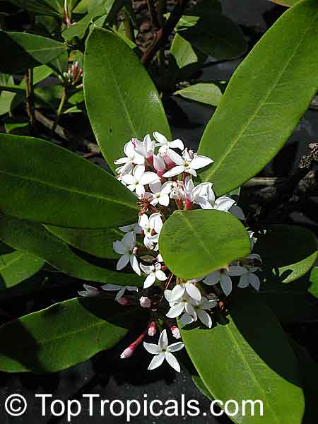 Acokanthera oppositifolia, Bushman's Poison