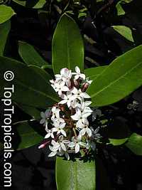 Acokanthera oppositifolia, Bushman's Poison

Click to see full-size image