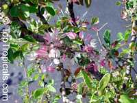 Pithecellobium dulce, Inga dulcis, Mimosa dulcis, Bread-and-Cheeese, Madras Thorn, Manila Tamarind

Click to see full-size image