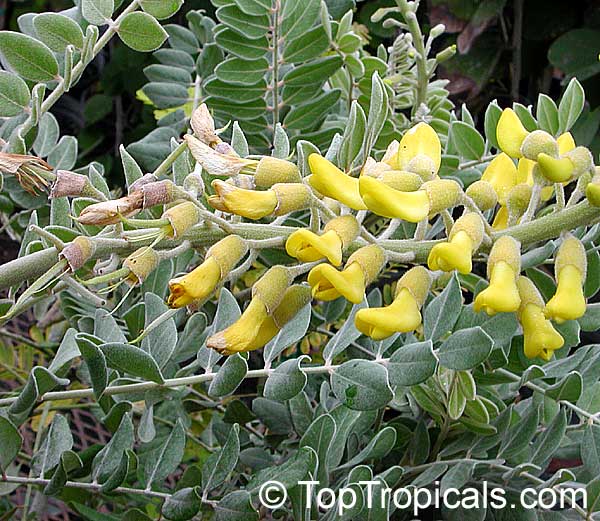 Sophora tomentosa, Yellow Necklace Pod, Silverbush