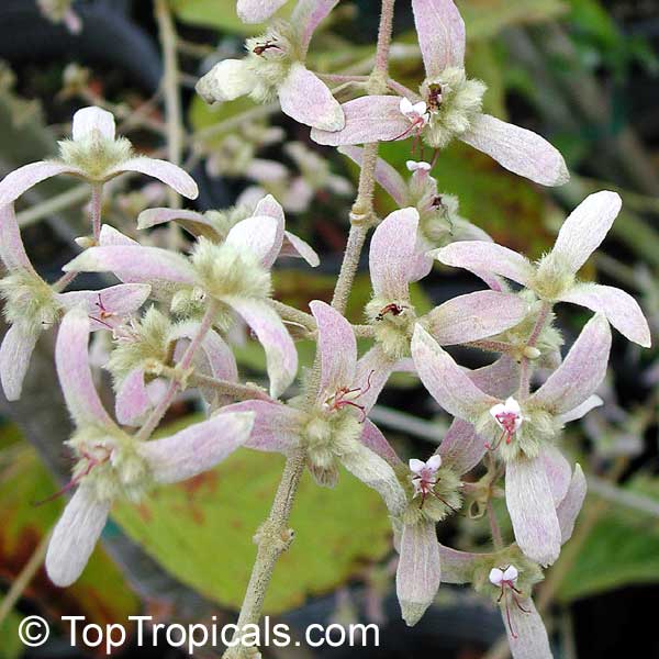 Congea tomentosa, Shower Orchid, Wooly Congea