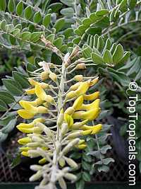 Sophora tomentosa - Necklace Pod

Click to see full-size image