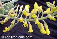 Sophora tomentosa, Yellow Necklace Pod, Silverbush

Click to see full-size image
