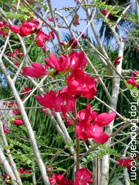 Cassia grandis - Red Cassia