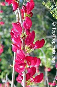 Cassia grandis, Pink Shower, Coral Shower, Horse Cassia

Click to see full-size image