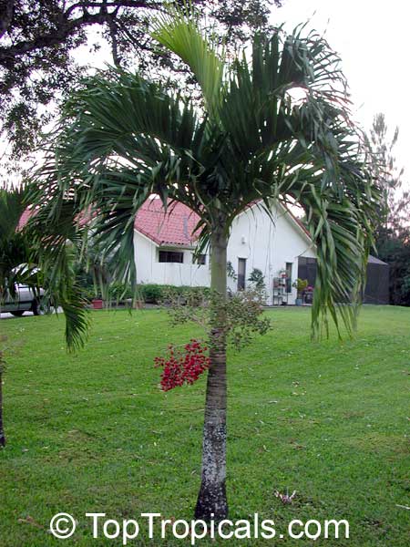 Adonidia merrillii, Veitchia merrilli, Christmas Palm