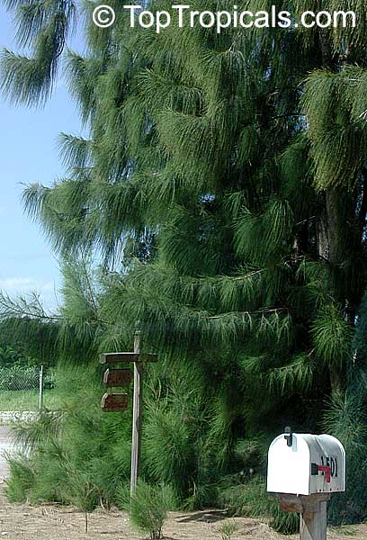 Casuarina equisetifolia, Casuarina muricata, Australian Pine, Ironwood, Horsetail, Iron Wood