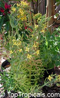 Kalanchoe laciniata, Christmas Tree Plant

Click to see full-size image