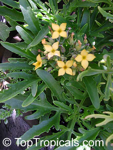 Kalanchoe laciniata, Christmas Tree Plant