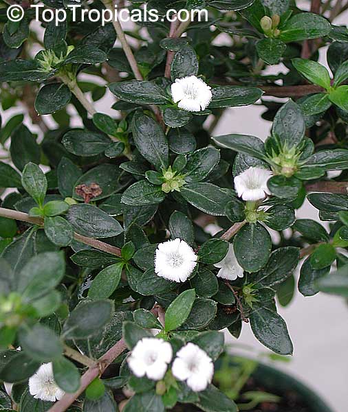 Serissa Foetida Serissa Japonica Serissa Crassiramea Tree Of A Thousand Stars Chinese Flowering White Serissa Toptropicals Com
