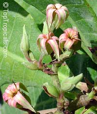 Anacardium occidentale, Cashew Nut, Cashew Apple, Caju

Click to see full-size image