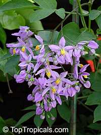 Solanum seaforthianum, Brazilian Nightshade, St. Vincent Lilac, Glycine, Italian Jasmine, Potato Creeper

Click to see full-size image