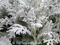 Senecio cineraria, Cineraria maritima, Jacobaea maritima, Dusty Miller, Silver Ragwort
