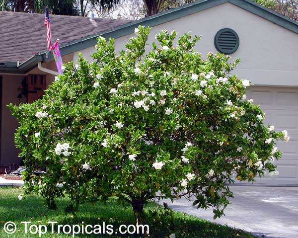  Gardenia  augusta Gardenia  jasminoides Bush  Gardenia  