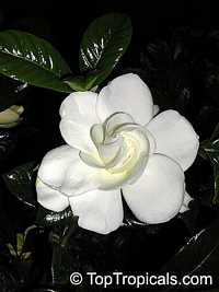 Gardenia jasminoides, Gardenia augusta, Bush Gardenia, Cape Jasmine, Bunga Cina