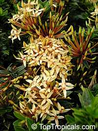 Ixora dwarf yellow - seeds

Click to see full-size image
