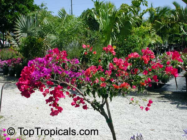 Bougainvillea sp., Bougainvillea. Bougainvillea multi - grafted