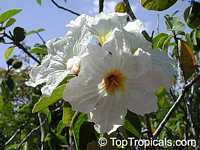 Cordia boissieri, Texas Olive, Anacahuita

Click to see full-size image