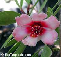 Clusia orthoneura, Clusia Braziliana, Brazilian Clusia, Porcelain Flower

Click to see full-size image