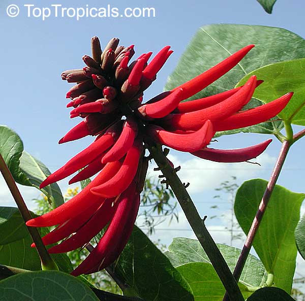 Erythrina sp., Coral Tree