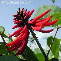 Erythrina sp., Coral Tree

Click to see full-size image