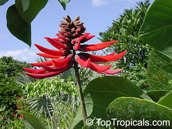 Erythrina sp., Coral Tree