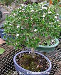 Serissa foetida, Serissa japonica, Serissa crassiramea, Tree of a Thousand Stars, Chinese Flowering White Serissa

Click to see full-size image