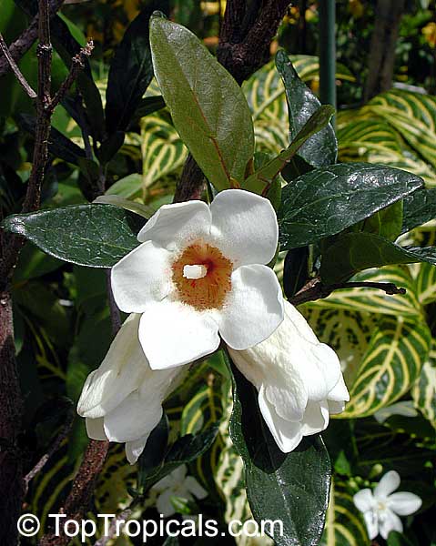 *UNCLE CHAN* seed Rothmannia wittii white Flower Witt’s Bell Gardenia Tree 