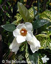 Rothmannia globosa, Rothmania, September Bells, Bell Gardenia

Click to see full-size image