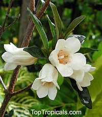 Rothmannia globosa, Rothmania, September Bells, Bell Gardenia

Click to see full-size image