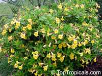 Allamanda cathartica, Allamanda nerifolia, Golden Trumpet Shrub

Click to see full-size image